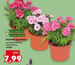 Kaufland Goździk ogrodowy pachnące kwiaty, różne kolory oferta