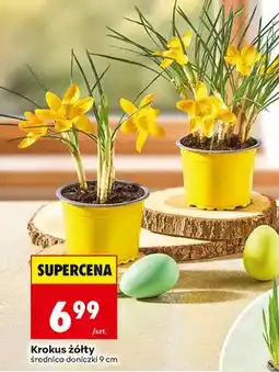 Biedronka Krokus żółty średnica doniczki 9 cm oferta