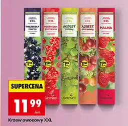 Biedronka Krzew owocowy oferta