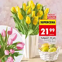 Biedronka Tulipan Polski oferta
