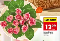 Biedronka Róża bukiet 11 szt oferta