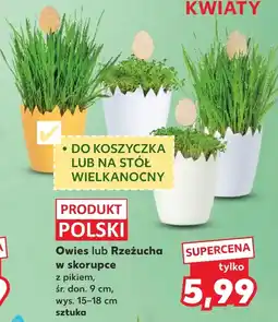 Kaufland Rzeżucha Polski oferta