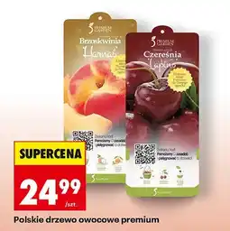 Biedronka Drzewo owocowe polskie premium oferta