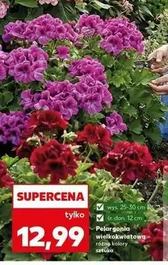 Kaufland Pelargonia wielokwiatowa 12 cm oferta