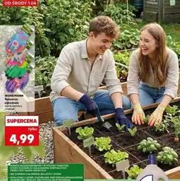 Kaufland Rękawice ogrodowe Workmannn oferta