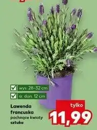 Kaufland Lawenda francuska śr. don. 12 cm oferta
