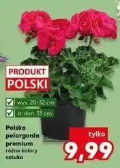 Kaufland Pelargonia premium polska oferta