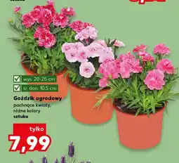 Kaufland Goździk oferta