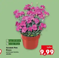 Kaufland Goździk Pink oferta