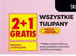 Biedronka Wszystkie tulipany 2+1 GRATIS oferta