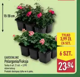 ALDI Gardenline Pelargonia/Fuksja oferta