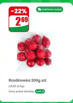 Dino Rzodkiewka oferta