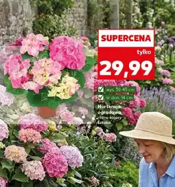 Kaufland Hortensja ogrodowa różne kolory oferta
