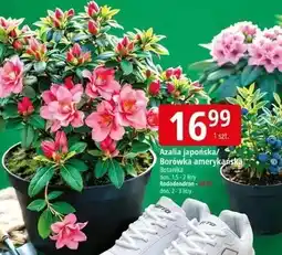 E.Leclerc Azalia japońska / Borówka amerykańska oferta