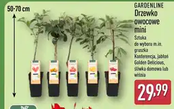 ALDI Drzewko owocowe Gardenline oferta