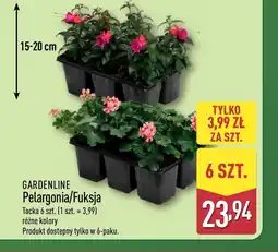 ALDI Pelargonia Gardenline oferta