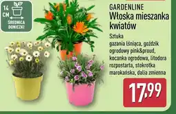 ALDI Roślina doniczkowa Gardenline oferta