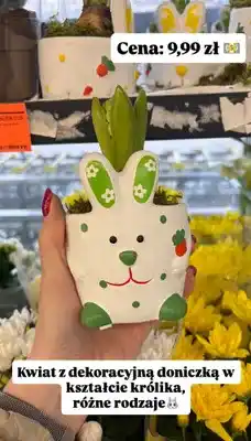 Biedronka Kwiat z dekoracyjną doniczką w kształcie królika oferta