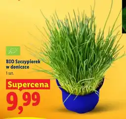 Lidl Szczypiorek w doniczce BIO oferta