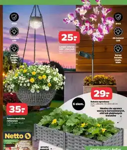 Netto Solarna doniczka rattanowa oferta