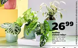 Netto Rośliny zielone miks (różne odmiany) oferta
