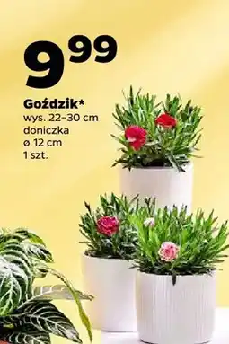 Netto Goździk oferta