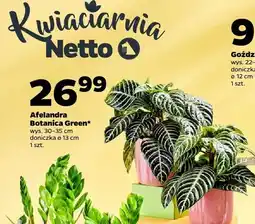 Netto Afelandra Botanica Green oferta