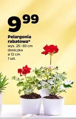 Netto Pelargonia rabatowa oferta