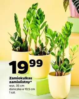 Netto Zamiokulkas zamiolistny oferta