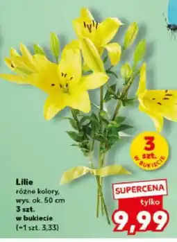 Kaufland Lilie różne kolory, wys. ok. 50 cm oferta