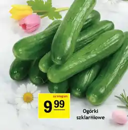 Gram Market Ogórki szklarniowe oferta