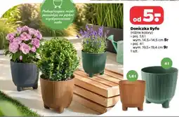 Netto DONICZKA RYFO oferta