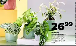 Netto Rośliny zielone miks oferta