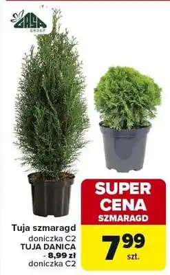 Tuja szmaragd doniczka C2