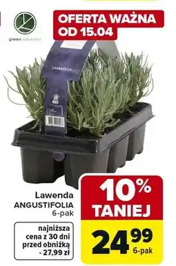 Carrefour Lawenda ANGUSTIFOLIA 6-pak oferta