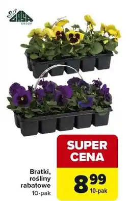 Carrefour Bratki, rośliny rabatowe 10-pak oferta