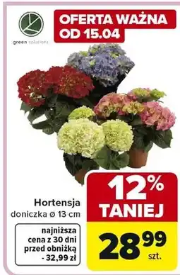 Carrefour Hortensja doniczka ø 13 cm oferta