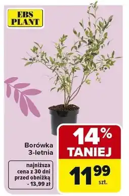 Carrefour Borówka letnia oferta