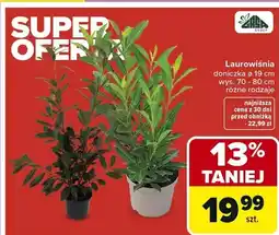 Carrefour Laurowiśnia doniczka ø 19 cm wys. 70 - 80 cm oferta