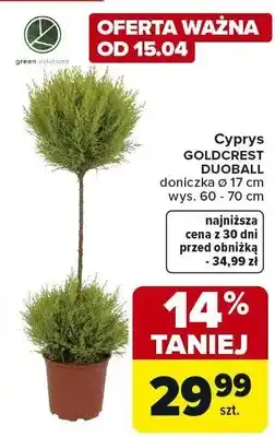 Carrefour Cyprys GOLDCREST DUGBALL doniczka ø 17 cm wys. 60 - 70 cm oferta