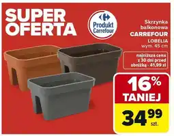Carrefour Skrzynka balkonowa Carrefour Lobelia oferta