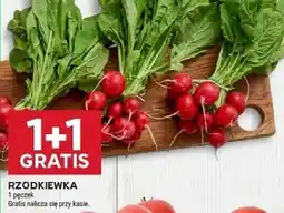 Stokrotka Rzodkiewka oferta