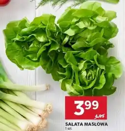 Stokrotka Sałata masłowa oferta