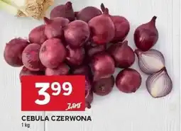 Stokrotka Cebula czerwona oferta