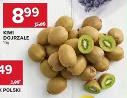 Stokrotka Kiwi dojrzałe oferta