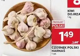 Stokrotka Czosnek polski harnaś oferta