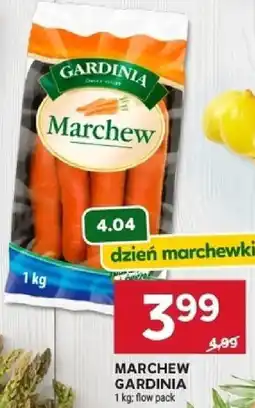 Stokrotka Marchew gardinia oferta