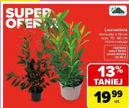 Carrefour Laurowiśnia 70-80 cm don. 19 Gasa oferta