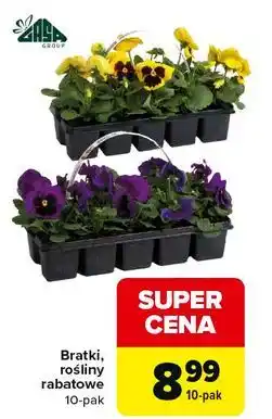 Carrefour Rośliny rabatowe Gasa oferta