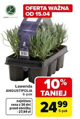 Carrefour Lawenda angustifolia oferta